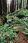 Hiker in redwood forest, Redwood Regional Park, Arcata, Humboldt County, California
