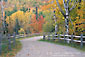 Image: Gravel road and trees in autumn, White Mountains, New Hampshire