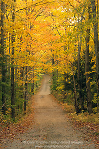 Image: Rural dirt road country lane and golden trees in fall, White Mountains, New Hampshire