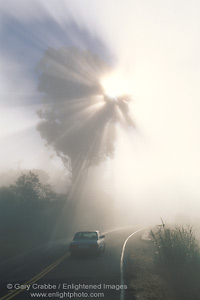 Image: Sunbeams through tree and fog over car on road, Mount Tamalpais, Marin County, California