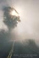 Sunburst through tree in fog along the Panoramic Highway, Marin County, California