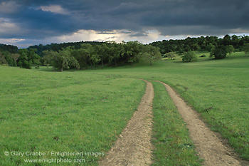 Image: Tire wheel tracks trough green grass field in spring, Santa Clara County, California