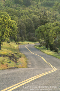 Picture: twisting curves on two lane rural county road and green oak trees, Tehema County, California