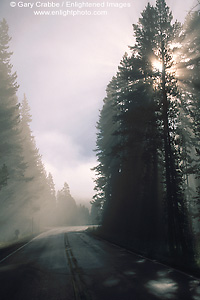 Image: Morning mist through trees over two lane road, Yellowstone National Park, Wyoming