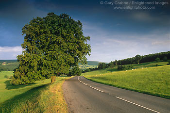 Picture: Curved road below Oak tree, in the rolling green hills of the Peak District, near Chatsworth, England