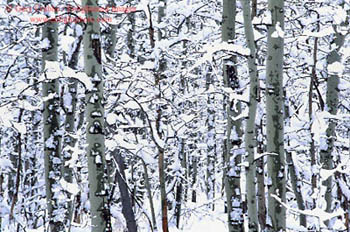 Snow on Aspen trees, Lake Tahoe, California