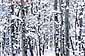 Snow on Aspen trees, Lake Tahoe, California