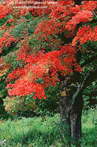 Maple Tree turning color in early fall, Berkshires Region, Vermont