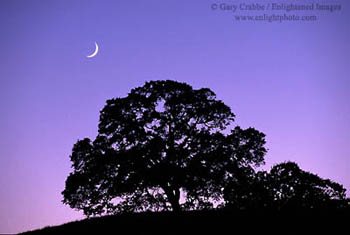 Crescent moon in evening light over lone oak tree, Santa Clara County, California