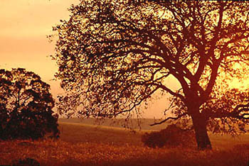 Oak tree at sunset in the Sierra Foothills, California