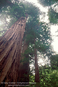 Coastal Redwood tree in forest, Muir Woods, Marin County, California