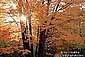 Sunlight through a maple tree in fall, White Mountains, New Hampshire