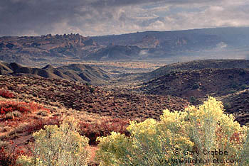 Sagebrush in bloom during a clearing fall storm,  Arches National Park, Utah