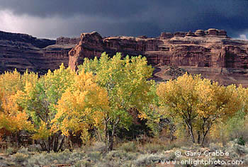 Autumn colors on trees in Courthouse Wash during a fall rain storm, Arches National Park, Utah