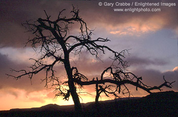 Sunset behind dead tree, Capitol Reef National Park, Southern Utah