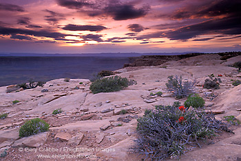 Photo: Sunset light storm clouds over indian paintbrush on sandstone mesa, Muley Point Overlook, Glen Canyon NRA, Utah