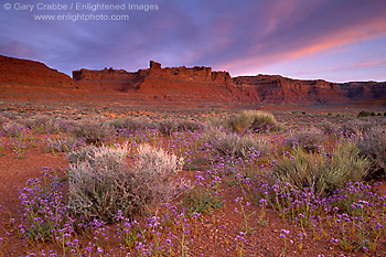 Photo: Dawn light over desert wildflowers and red rock mesa, Valley of the Gods, Utah
