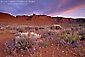 Photo: Dawn light over desert wildflowers and red rock mesa, Valley of the Gods, Utah