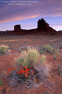 Photo: Indian Piantbrush deset wildflower blooms in spring below rock buttes at dawn, Valley of the Gods, Utah