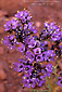 Photo: Scorpionweed, purple desert wildflower blooming in spring, Valley of the Gods, Utah