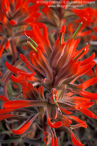 Picture: Detail, Indian Paintbrush; red desert wildflower blooming in spring, Valley of the Gods, Utah