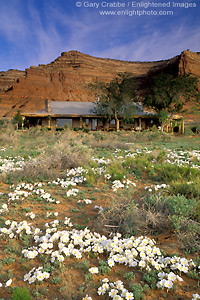 Photo: Desert primrose wildflowers bloom below red rock mesa, Valley of the Gods Bed and Breakfast Inn, Utah
