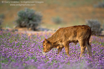 Photo: Young male calf grazes in field of purple desert wildflowers in spring, Valley of the Gods, Utah