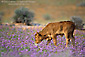 Photo: Young male calf grazes in field of purple desert wildflowers in spring, Valley of the Gods, Utah