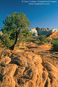 Image: Folded red sandstone and juniper, Snow Canyon State Park, near St. George, Utah's Dixie, Utah