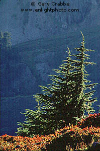 Backlit young pine tree below Mount Baker, Cascade Mountain Range, Washington