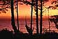 Sunset over the Pacific Ocean and coastal trees, near Ruby Beach, Olympic National Park, Olympic Peninsula, Washington