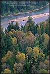 Picture of Aspen trees and pines in early fall along the banks of the Snake River, Grand Teton Nat'l. Pk., WYOMING
