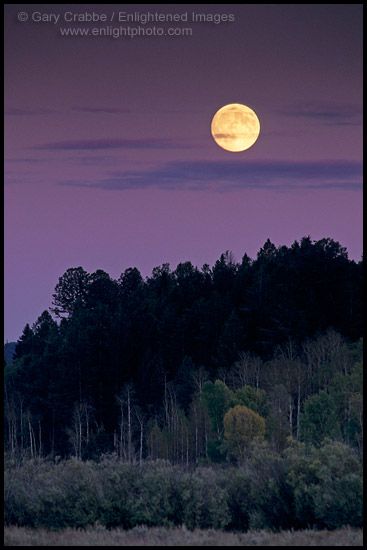 Photo: Harvest moon rises at sunset over Aspen and Pine trees, Grand Teton Nat'l. Pk., WYOMING