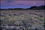 Harvest moon rises at sunset over Aspen and Pine trees, Grand Teton Nat'l. Pk., WYOMING