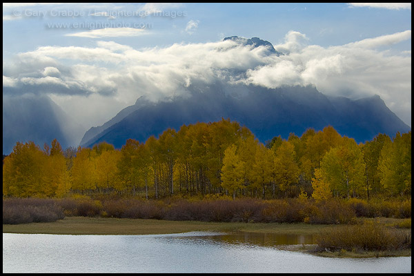 Photo: Aspen trees in fall below Mount Moran, <br>at Oxbow Bend, Snake River, Grand Teton National Park, Wyoming