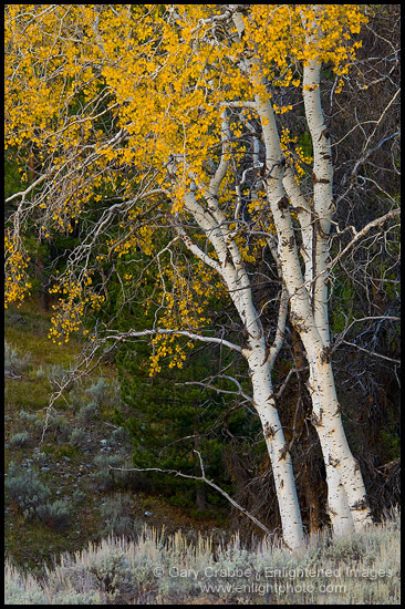 Aspen trees in fall, Grand Teton National Park, Wyoming