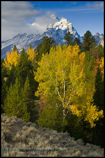 Photo: Aspen trees in autumn morning forest below the Grand Teton mountain, Grand Teton National Park, Wyoming