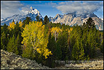 Aspen trees in autumn morning forest below the Grand Teton mountain, Grand Teton National Park, Wyoming