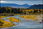 Fall colors on aspen and cottonwood trees along the Snake River, Grand Teton National Park, Wyoming