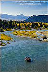 Picture of Fall colors on aspen and cottonwood trees along the Snake River, Grand Teton National Park, Wyoming 