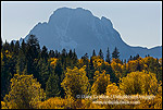 Golden Fall colors on trees below Mount Moran mountain, Grand Teton National Park, Wyoming