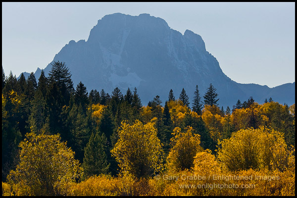 Golden Fall colors on trees below Mount Moran mountain, Grand Teton National Park, Wyoming
