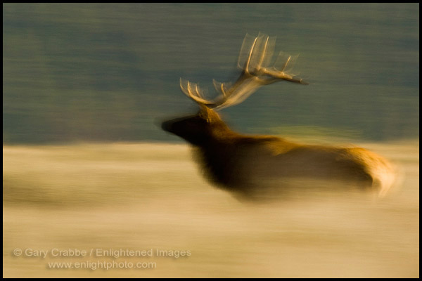 Photo: Bull Elk running through grass field, Grand Teton National Park, Wyoming