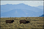 Picture of Bull Elk, Grand Teton National Park, Wyoming