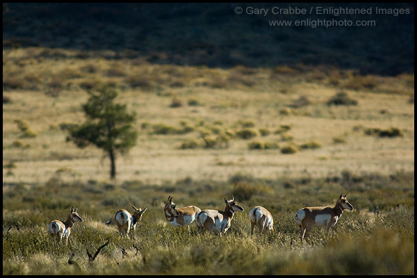 Pronghorn Antelope (Antilocapra americana) herd, Grand Teton National Park, Wyoming