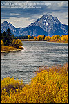 Picture of Fall colors along the Snake River at Oxbow Bend, below Mount Moran, Grand Teton National Park, Wyoming 