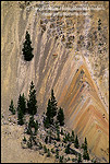 Photo: Trees growing on volcanic cliffs above Grand Canyon of the Yellowstone River, Yellowstone National Park, WYOMING