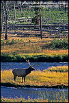Photo: Bull Elk along the Madison River, near West Yellowstone, Yellowstone National Park, Wyoming