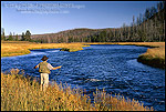 Picture: Fly-fisherman working a bend in the Madison River, near West Yellowstone, Yellowstone National Park, Wyoming