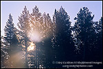 Photo: Sunbeams through pine trees on a cold fall morning, Canyon Region, Yellowstone National Park, WYOMING